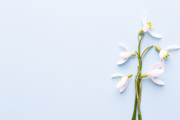 Fresh snowdrops on blue background with place for text. Spring greeting card. Mother day. Flat lay.