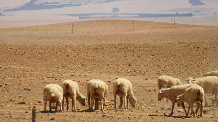 Schafherde in der Wüste von Südafrika an er Westküste in der Nähe von Citrusdal