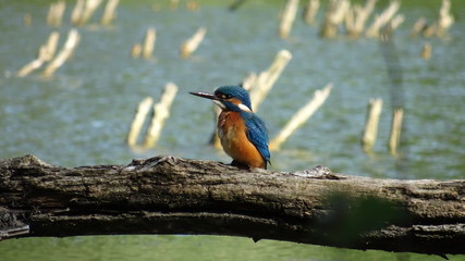 kingfisher on branch