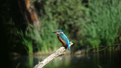 kingfisher on branch