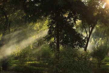 Obraz premium sunlight in a dark green forest with fog