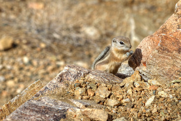 Naklejka na ściany i meble Desert Chipmunk in Joshua Tree National Park