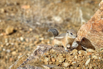 Desert Chipmunk foraging for food