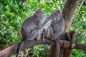 Macaque in forest