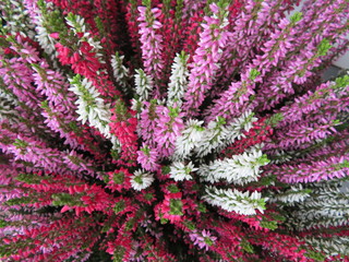 Beautiful picture of flowers of great beauty and good smell