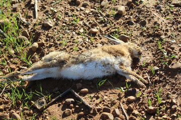 Beautiful day of hunting with dogs running behind the hare trying to pick it up