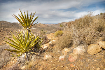 Plants along the trail in Joshua Tree National Park