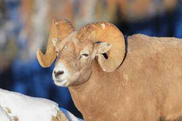 Bighorn sheep in Jasper Alberta Canada - 316578303