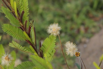 dandelion in grass