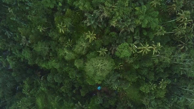 Aerial view of dramatic jungle Bali Indonesia 3
