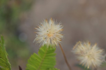 dandelion on background of green grass