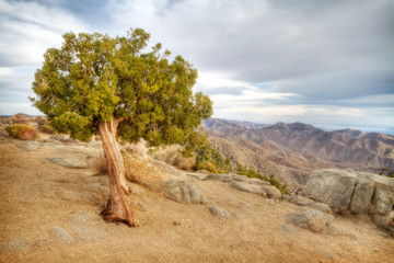 Fototapeta premium Dramatic view in Joshua Tree National Park