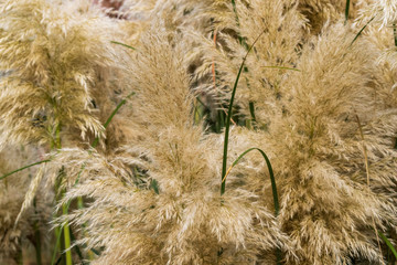 Details of the fronds of pampas grass, Cortaderia selloana