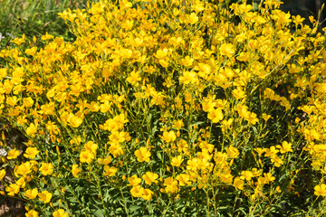 Yellow flax