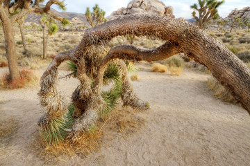 A curved Joshua Tree