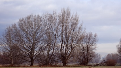 Naklejka na ściany i meble bare trees in winter