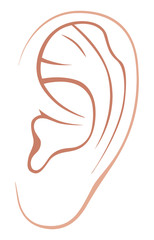 Left ear of man or woman. Line art Illustration. Isolated on a white background.