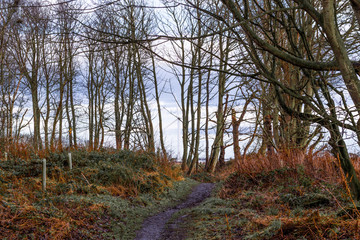 Managed woodland path in winter
