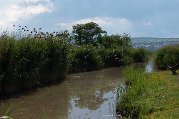 Neusiedler See