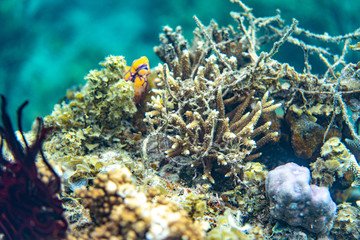 Plakat Unterwasseraufnahmen: Fische, Korallen
