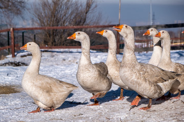 family of geese