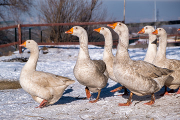 family of geese