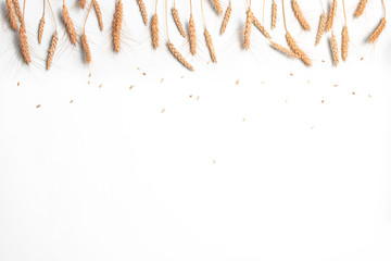 Golden wheat and rye ears, dry yellow cereals spikelets in row on light white background, closeup, copy space