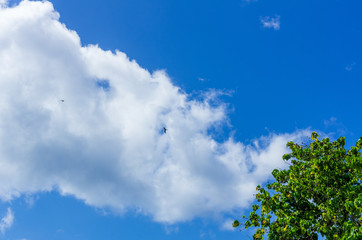 Obraz premium White clouds in blue sky, green tree in the right bottom corner. Two frigate birds in the clouds.