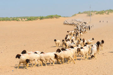 Sheeps of Thar desert, Rajasthan, India