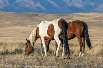 Plakat Wild Horses in Autumn in the Utah Desert