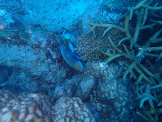 the underwater photo of the bat fish school under the deep blue sea 