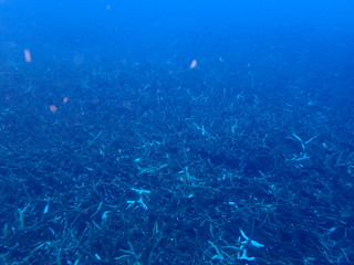 Naklejka na ściany i meble the underwater photo of the bat fish school under the deep blue sea 