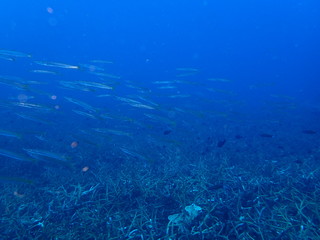 Naklejka na ściany i meble the underwater photo of the bat fish school under the deep blue sea 