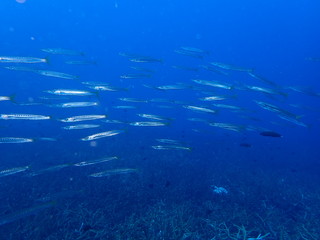 Fototapeta na wymiar the underwater photo of the bat fish school under the deep blue sea 