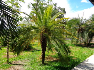 Palm tree in garden.