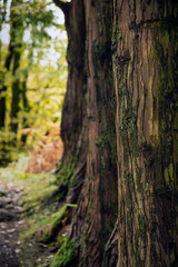 Shallow depth of field landscape image looking through trees in woodland to sunlight in the distance