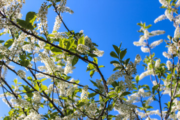Branches of a blooming bird cherry tree on the background of a blue sky. Sunny spring day