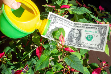 Female hand is watering a money plant from a watering can in a money garden. A dollar bill grows on...