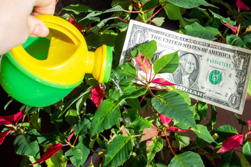 Female hand is watering a money tree from a watering can. A dollar banknote grows on a tree with green and red leaves. Growth of the dollar exchange rate. Income and prosperity. Money garden