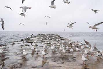 seagulls on the beach