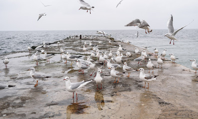 Fototapeta premium seagulls on the beach