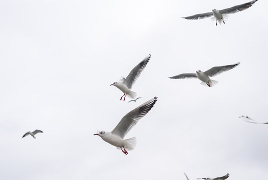 Flock Of Seagulls Flying In The Sky