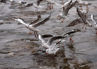 two seagulls in flight