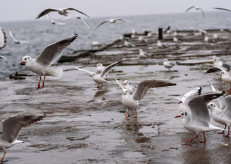 seagull on the beach