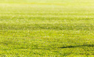 Fototapeta premium green grass with dew
