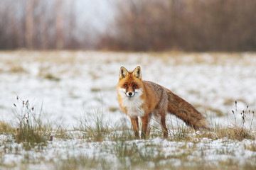 Fluffy red fox, vulpes vulpes, standing on a meadow with grass and snow in wintertime. Mammal predator with dense fur standing on a open clearing and looking into camera.
