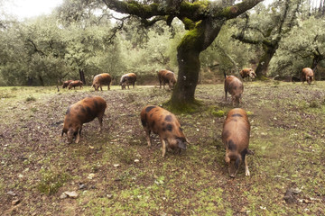 Iberian pigs grazing in a pasture of holm oaks and cork oaks eating acorns and grass breed of pigs painted jabugo