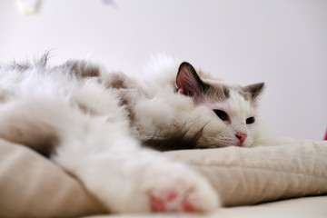 Purebred Ragdoll cat relaxing at domestic room.