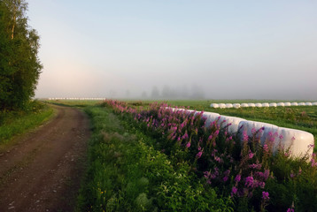 Fototapeta na wymiar foggy field landscape