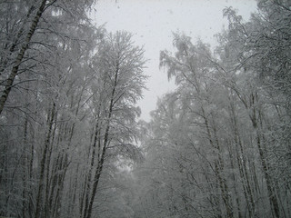 Winter forest. Trees are standing in the snow. The forest is quiet. Frost. Cold. No one.